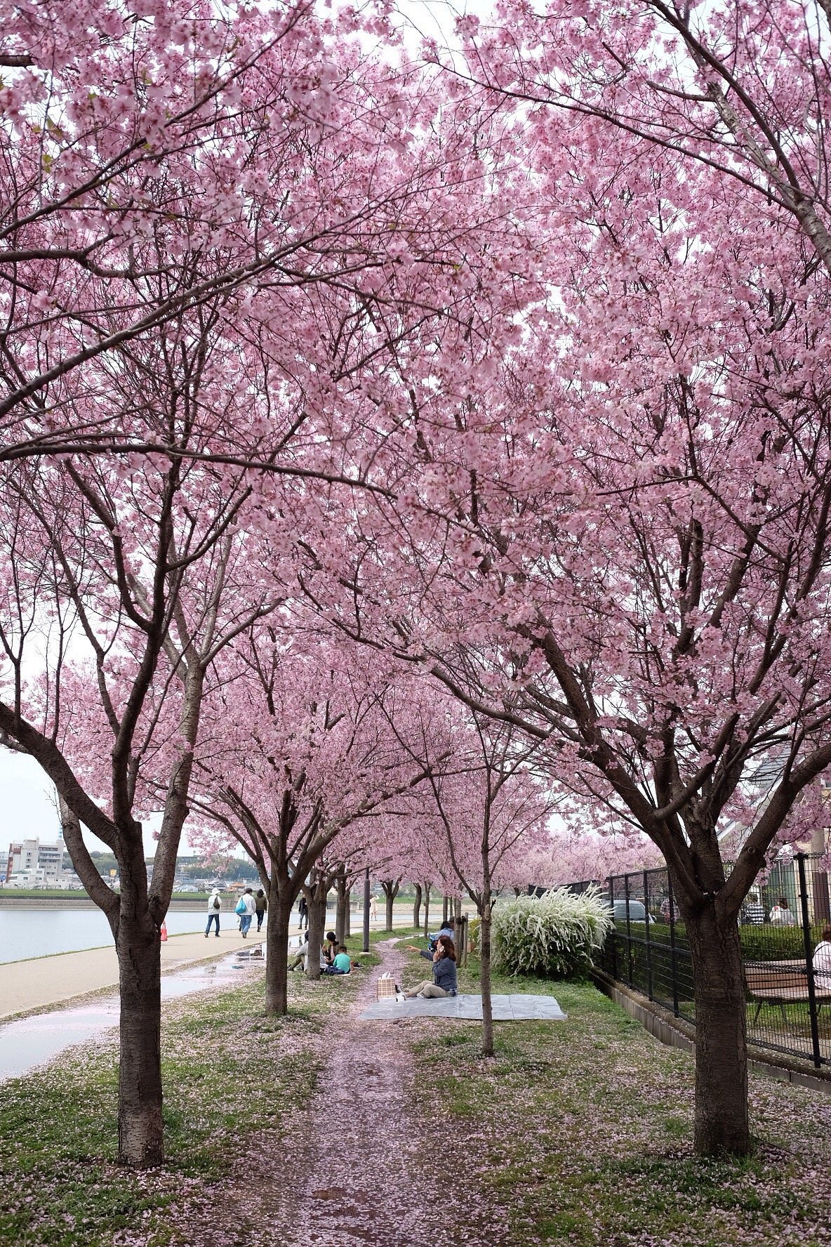 🏞️ 사야마이케 공원 (사야마이케코엔)